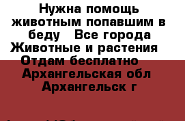 Нужна помощь животным попавшим в беду - Все города Животные и растения » Отдам бесплатно   . Архангельская обл.,Архангельск г.